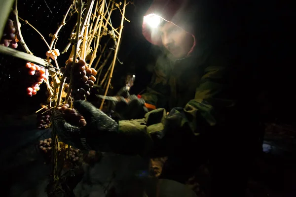 23 Aralık 2017 - Naramata, British Columbia, Kanada: Okanagan Vadisi, British Columbia, Kanada 'da bulunan Naramata' da gecenin bir yarısı donmuş Gewurztraminer üzümleri hasat eden tarım işçileri. 