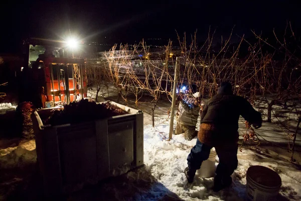 23 Aralık 2017 - Naramata, British Columbia, Kanada: Okanagan Vadisi, British Columbia, Kanada 'da bulunan Naramata' da gecenin bir yarısı donmuş Gewurztraminer üzümleri hasat eden tarım işçileri. 