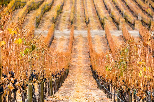 Uśpione Winorośle Cabernet Sauvignon Winnicy Położonej Dolinie Okanagan Niedaleko Penticton — Zdjęcie stockowe