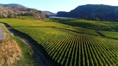 McIntyre Bluff ve Vaseux Lake 'in yer aldığı Blue Mountain Vineyard manzarası Okanagan Falls, British Columbia, Kanada' da yer almaktadır..