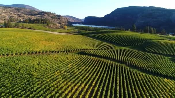 Uitzicht Blue Mountain Vineyard Met Mcintyre Bluff Vaseux Lake Achtergrond — Stockvideo