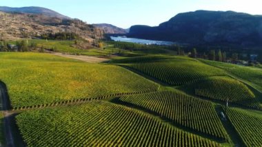 McIntyre Bluff ve Vaseux Lake 'in yer aldığı Blue Mountain Vineyard manzarası Okanagan Falls, British Columbia, Kanada' da yer almaktadır..