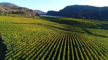 McIntyre Bluff ve Vaseux Lake 'in yer aldığı Blue Mountain Vineyard manzarası Okanagan Falls, British Columbia, Kanada' da yer almaktadır..