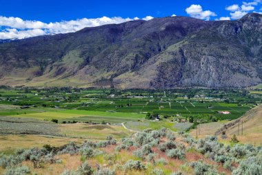 Kanada 'nın Cawston, British Columbia, Kanada' daki Similkameen Vadisi 'ndeki tarım arazileri ve meyve bahçeleri.