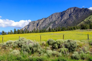 Keremeos, British Columbia, Kanada yakınlarındaki Similkameen Vadisi 'ndeki bir tarlada bulunan Kanada hardal çiçekleri manzarası.