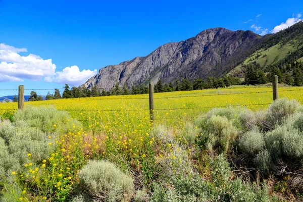 Kanadská Krajina Hořčičných Květin Poli Údolí Similkameen Nedaleko Keremeos Britská — Stock fotografie