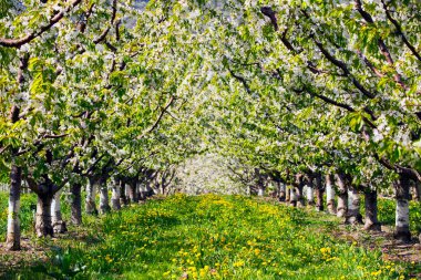 Penticton, British Columbia, Kanada yakınlarındaki Okanagan Vadisi 'ndeki organik kiraz bahçesinde kiraz ağaçları çiçek açıyor..