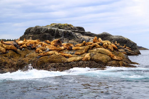 The California sea lion is a coastal eared seal native to western North America. It is one of six species of sea lions. Its natural habitat ranges from southeast Alaska to central Mexico, including the Gulf of California.