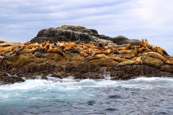 The California sea lion is a coastal eared seal native to western North America. It is one of six species of sea lions. Its natural habitat ranges from southeast Alaska to central Mexico, including the Gulf of California.