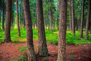 British Columbia, Kanada 'da ormandaki ağaçların manzarası.