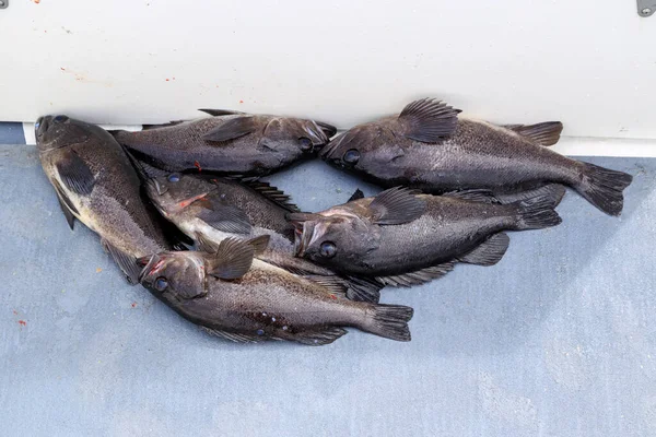 Čerstvé Caugh Black Rockfish Haida Gwaii Sport Rybaření — Stock fotografie