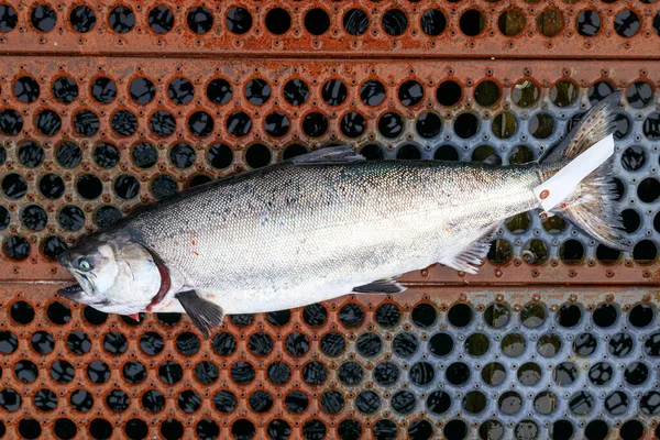 Freshly Caught Chinook King Salmon Langara Island Haida Gwaii British — Stockfoto