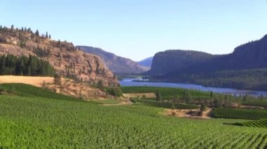 Okanagan Falls, British Columbia, Kanada 'da bir üzüm bağı, McIntyre Bluff ve Vaseux Gölü manzarası. Okanagan Vadisi 'nde..
