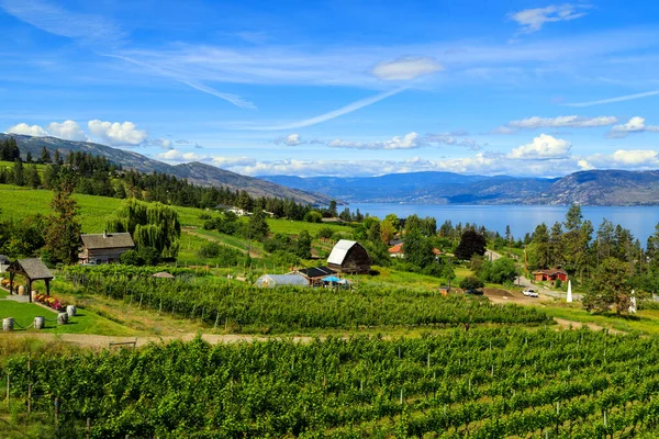 View Agricultural Field Vineyard Located Okanagan Valley Kelowna British Columbia — Stock fotografie