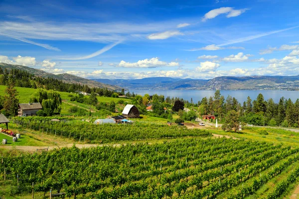 View Agricultural Field Vineyard Located Okanagan Valley Kelowna British Columbia — Foto Stock