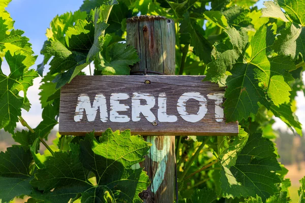 Merlot Dark Bluecolored Wine Grape Variety Used Both Blending Grape — Fotografia de Stock