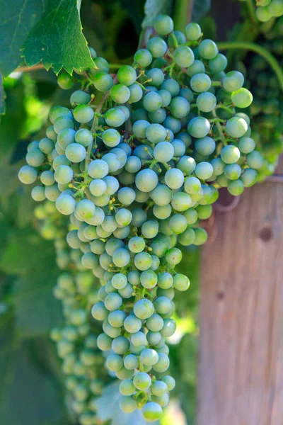 Merlot Dark Bluecolored Wine Grape Variety Used Both Blending Grape — Zdjęcie stockowe