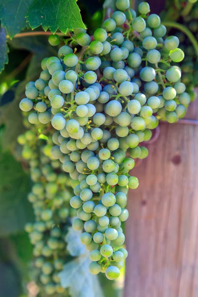 Merlot Dark Bluecolored Wine Grape Variety Used Both Blending Grape — Stock Fotó