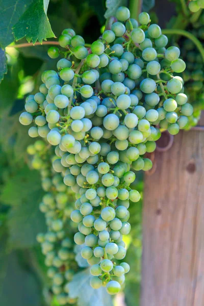 Merlot Dark Bluecolored Wine Grape Variety Used Both Blending Grape — Foto Stock