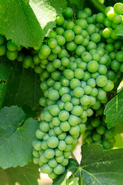 Sauvignon Blanc Green Skinned Grape Variety Originates Bordeaux Region France — Stock Fotó