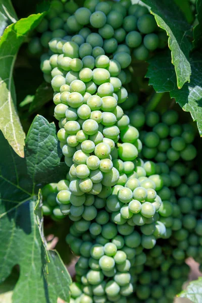 Sauvignon Blanc Green Skinned Grape Variety Originates Bordeaux Region France — Stock Fotó