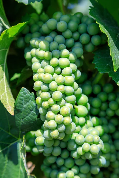 Sauvignon Blanc Green Skinned Grape Variety Originates Bordeaux Region France — Zdjęcie stockowe