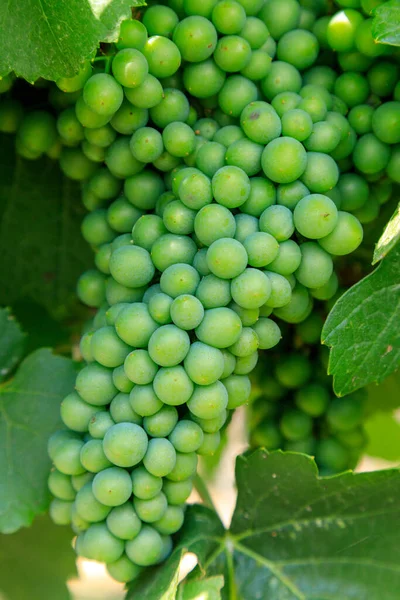Sauvignon Blanc Green Skinned Grape Variety Originates Bordeaux Region France — Stock Fotó