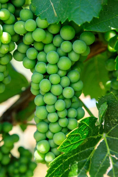 Sauvignon Blanc Green Skinned Grape Variety Originates Bordeaux Region France — Foto Stock