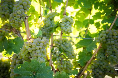 Organic ripe Sauvignon Blanc grape on the vine ready for harvest during autumn in the Okanagan Valley, British Columbia, Canada.