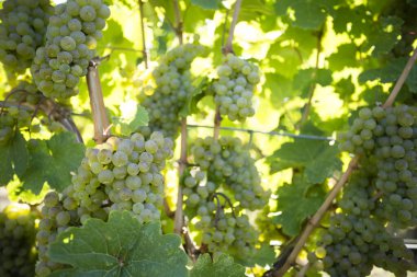 Organic ripe Sauvignon Blanc grape on the vine ready for harvest during autumn in the Okanagan Valley, British Columbia, Canada.
