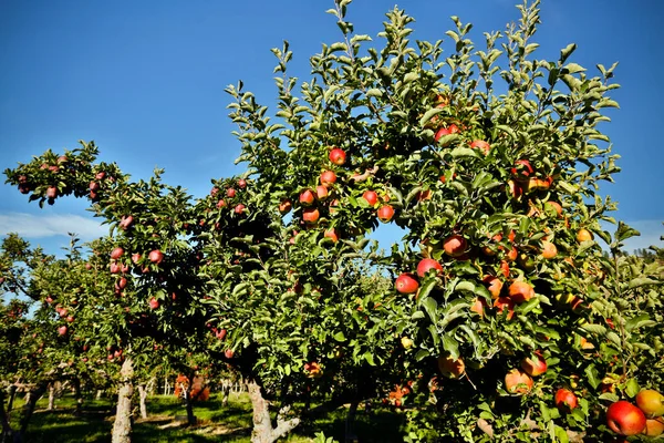 Gala Apple Tree Orchard Located Penticton British Columbia Canada Penticton — 图库照片