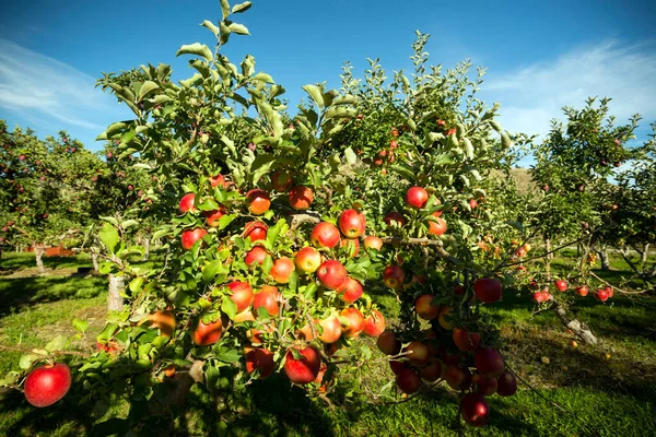Gala apple tree in an orchard located in Penticton, British Columbia, Canada. Penticton is a city located in the Okanagan Valley.