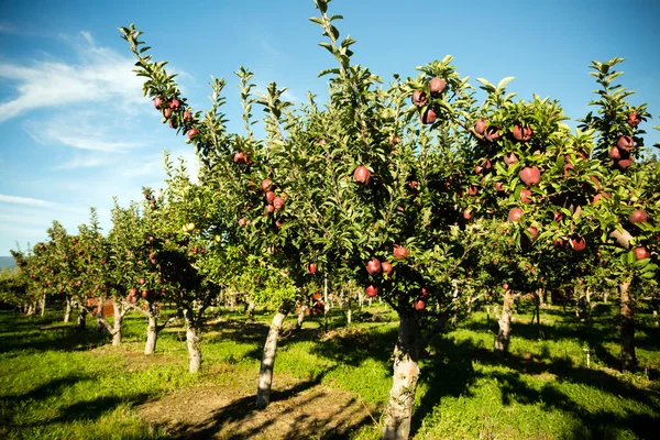 Red Delicious apple tree in an orchard located in Penticton, British Columbia, Canada. Penticton is a city located in the Okanagan Valley.