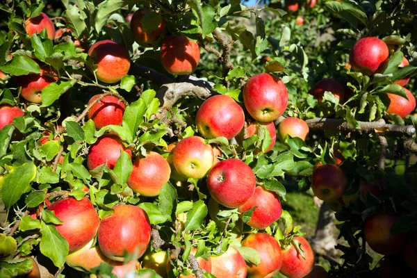 Gala apple tree in an orchard located in Penticton, British Columbia, Canada. Penticton is a city located in the Okanagan Valley.