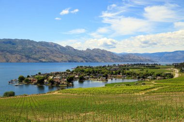 View of vineyards and Okanagan Lake in Westbank, West Kelowna, British Columbia, Canada located in the Okanagan Valley.