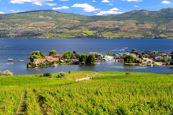 View Vineyards Okanagan Lake Westbank West Kelowna British Columbia Canada — Fotografia de Stock