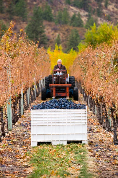 Oliver British Columbia Canada October 2017 Winemaker Driving Tractor Rows — Fotografia de Stock
