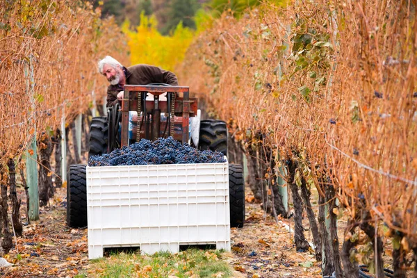 Oliver British Columbia Canada October 2017 Winemaker Driving Tractor Rows — Fotografia de Stock