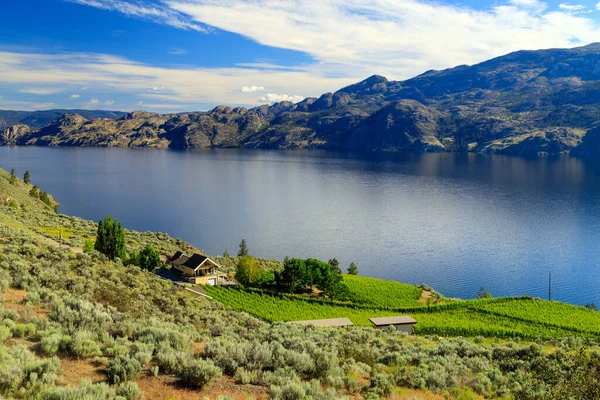 Vineyard landscape overlooking Okanagan Lake near Summerland in the Okanagan Valley, British Columbia, Canada.