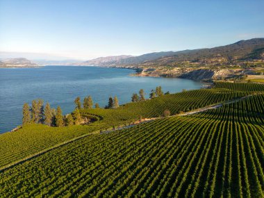 Penticton, British Columbia, Kanada 'daki Okanagan Vadisi' nde Okanagan Gölü ve Naramata Bench 'e bakan şaraphanenin insansız hava aracı görüntüsü..