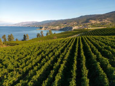 Penticton, British Columbia, Kanada 'daki Okanagan Vadisi' nde Okanagan Gölü ve Naramata Bench 'e bakan şaraphanenin insansız hava aracı görüntüsü..
