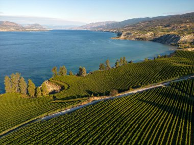 Penticton, British Columbia, Kanada 'daki Okanagan Vadisi' nde Okanagan Gölü ve Naramata Bench 'e bakan şaraphanenin insansız hava aracı görüntüsü..