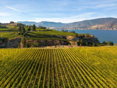 Penticton, British Columbia, Kanada 'daki Okanagan Vadisi' nde Okanagan Gölü ve Naramata Bench 'e bakan şaraphanenin insansız hava aracı görüntüsü..