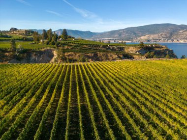 Penticton, British Columbia, Kanada 'daki Okanagan Vadisi' nde Okanagan Gölü ve Naramata Bench 'e bakan şaraphanenin insansız hava aracı görüntüsü..
