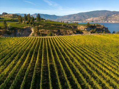 Penticton, British Columbia, Kanada 'daki Okanagan Vadisi' nde Okanagan Gölü ve Naramata Bench 'e bakan şaraphanenin insansız hava aracı görüntüsü..