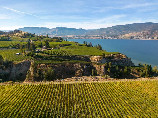 Penticton, British Columbia, Kanada 'daki Okanagan Vadisi' nde Okanagan Gölü ve Naramata Bench 'e bakan şaraphanenin insansız hava aracı görüntüsü..