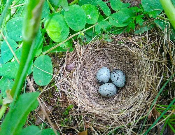 Trzy małe niebieskie jajka leżą w gnieździe wśród zarośli zielonej trawy — Zdjęcie stockowe