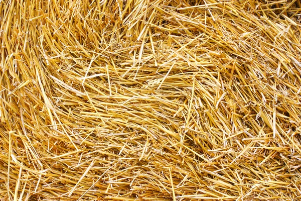 乾燥した草は均一な層に置かれる。背景. — ストック写真