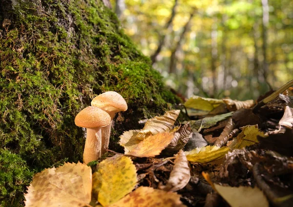 Two mushrooms in the autumn forest — Stock Photo, Image