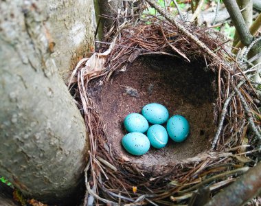 Beş mavi yumurta yuvada yatıyor.